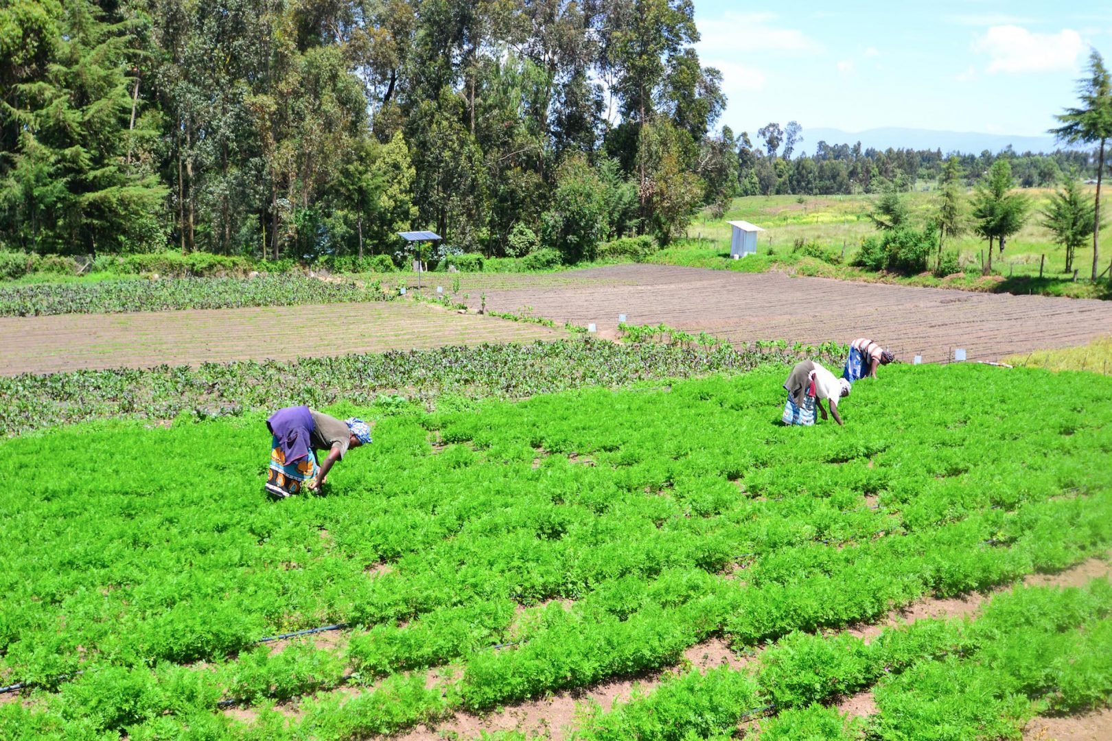 Kenyan farmers tending to their crops powered by solar panels